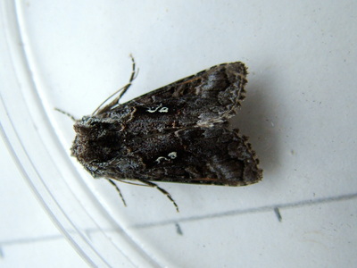 Scarce Silver Y